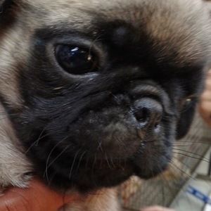 Meet your Posher, Benjamin